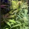 Tangie'matic Auto (Fast Buds) Cannabis-Samen zu verkaufen