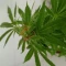 Kaufe Glue Sherbert Samen feminisiert von AlphaFem Seeds