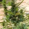 CBD Lemon Auto Cannabis-Samen Kaufen