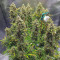 Auto Ultimate Cannabis-Samen Kaufen