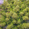 Auto Ultimate Cannabis-Samen Kaufen