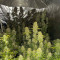 Kaufe Strawberry Pie Auto Samen feminisiert von Fast Buds