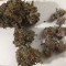 Blue Sunset Sherbert Cannabis-Samen Kaufen