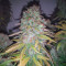 Blueberry Cheesecake (Female Seeds) Cannabis-Samen zu verkaufen