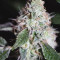 Sugar Bomb Punch (Dutch Passion) Cannabis-Samen zu verkaufen