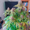 Gorilla Cookies Auto (Fast Buds) Cannabis-Samen zu verkaufen