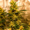 Lemon AK Auto Cannabis-Samen Kaufen