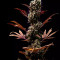Gelato #45 Cannabis-Samen Kaufen