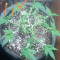 Kaufe Grandmommy Purple Samen feminisiert von Herbies Seeds
