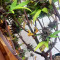 Dark Devil Auto (Sweet Seeds) Cannabis-Samen zu verkaufen
