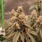 Kaufe Grandmommy Purple Samen feminisiert von Herbies Seeds
