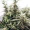 Auto Brooklyn Sunrise Cannabis-Samen Kaufen
