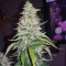 Acapulco Gold feminisiertes Saatgut (Barney's Farm)