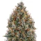 Big Bang Auto (GHS) Cannabis-Samen