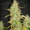 Brain's Escape (K.C. Brains Seeds) Cannabis-Samen
