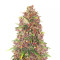 C4 Auto (Fast Buds) Cannabis-Samen