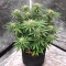 Ceres Kush (Ceres Seeds)