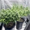 Cinderella 99 feminisierte Samen (Brothers Grimm Seeds)