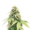 Crème De la Chem Auto (Mephisto Genetics) Cannabis-Samen