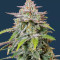 Forbidden Runtz Auto feminisierte Samen (Fast Buds)