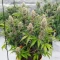 Fugue State Auto (Mephisto Genetics) Cannabis-Samen