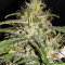 GG#4 Original Glue Auto (Original Sensible Seeds) Cannabis-Samen