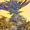 Grandaddy Purple (Big Head Seeds) Cannabis-Samen