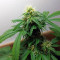 Monkey GG#4 Original Glue (Growers Choice) Cannabis-Samen