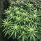 OG Critical (Emerald Triangle Seeds) Cannabis-Samen