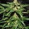 Original Auto Jack Herer (Fast Buds) Cannabis-Samen
