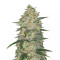 Original Auto White Widow (Fast Buds) Cannabis-Samen