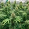Power Bud (Blackskull Seeds) Cannabis-Samen
