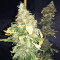 Pure Kush (Original Sensible Seeds) Cannabis-Samen