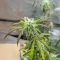 Purple Tropicana Cookies Autoflower feminisierte Samen (Seedkeepers)