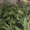 RS11 (Barney's Farm)