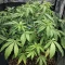 Sour Puss regular (Emerald Triangle Seeds) Cannabis-Samen