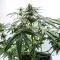 White Panther (White Snurf) (Ceres Seeds) Cannabis-Samen