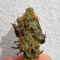 The White Fire OG feminisierte Samen (Seedkeepers)