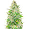 WiFi Kush feminisierte Samen (AlphaFem Seeds)