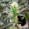 Ztrawberriez Auto feminisierte Samen (Fast Buds)