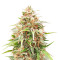 Shiva Skunk Automatic (Sensi Seeds) Cannabis-Samen