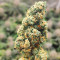 818 Headband