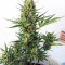 Auto Malawi x Northern Lights (Ace Seeds) Cannabis-Samen