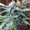 Buddha Deimos Auto regular (Buddha Seeds) Cannabis-Samen