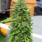 CBD Lemon Potion Auto (Barney's Farm) Cannabis-Samen