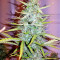 Critical 47 (Positronics Seeds) Cannabis-Samen