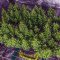 Dr. Grinspoon (Barney's Farm) Cannabis-Samen