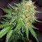 Fast & Vast Auto (Heavyweight Seeds) Cannabis-Samen