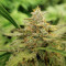 Girl Scout Cookies Auto (Garden Of Green) Cannabis-Samen