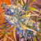 Green Crack (Humboldt Seeds Organization) Cannabis-Samen